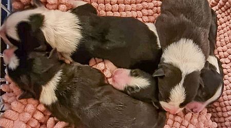 Outrage as eleven new-born puppies dumped in turf bag and abandoned in bushes in Donegal 