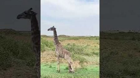 Injured giraffe Wildlife close up Confusing animal behavior