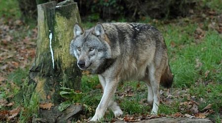 Nature area near Leusden is partly closed for just under a month after wolf attack
