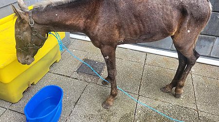 Emaciated pony seized from man who drove sulky cart to Garda station in Cork 