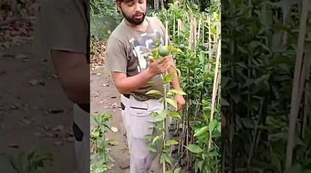 Vietnam malta orange plant all time lemon tree green garden nursery #shortsvideo