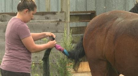 P.E.I. hobby farm owner is 'mind-blown' after someone cut off half her horses' tail hair
