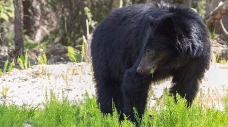 Black bear killed after biting woman in North Vancouver