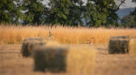 Ornithologists swoon as great bustard chick is spotted near Bratislava