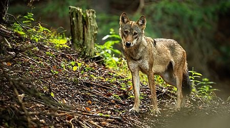 Utrecht estate off limits following close encounters with wolves