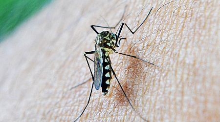 West Nile virus surges in Spain: Potentially deadly disease is detected in six towns in Sevilla as tiger mosquito numbers soar