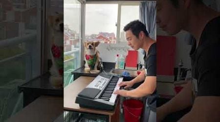Play Canon with the dog. This dog understands music. Animal World Piano Version