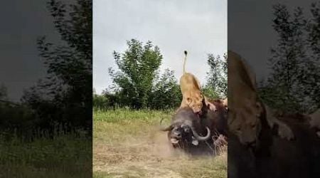 Lions catch wild buffalo in a big animal battle, wild animals at close range