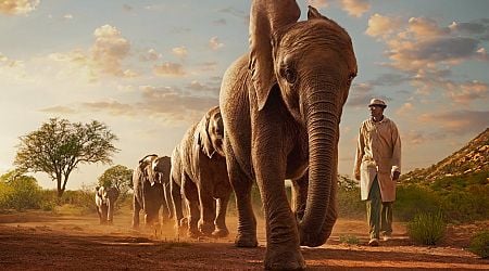 Elephants and big waves are subjects of inbound Immersive Video releases