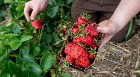 Poor strawberry and asparagus harvests in Germany