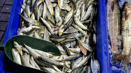 90% of Bulgarian Sprat Catch Is Exported, Says Association of Fish Products Producers
