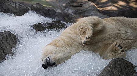 Animals at Prague zoo keeping cool in heatwave