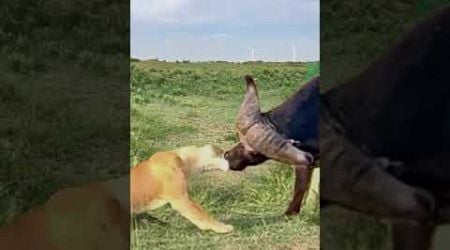 Lion grabs buffalo&#39;s nose Wild animals close up Animal fighting power competition Animals&#39; confu