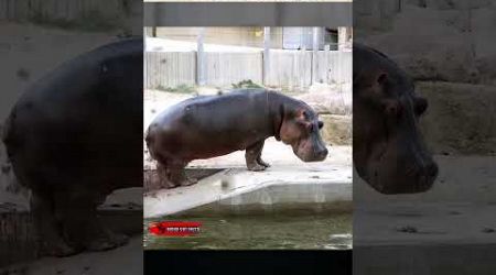 Hippopotamus why this animal do this | Knockout facts | #shorts #facts