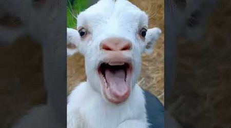 Baby goat show #goat #babygoats #goatgoat #cute #animals #goatsworld #littlegoat #sheep #animal