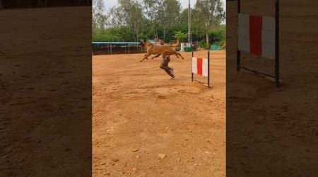 Amazing Dog Jump #belgium #viralshort #shortfeed #trending #belgianmalinois #dogtrainer #doglover