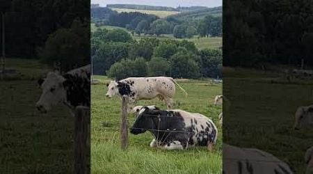 &quot;Adorable Cows in the Lush Farms of Luxembourg: A Delightful Day with Cattle&quot;