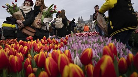 Dutch Flower Exports Grow Thanks to Eastern Europe