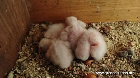 Total of 100 Lesser Kestrels Hatched, Reared at Wildlife Rescue Centre in Stara Zagora This Year