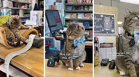 Coworkers Get Fed Up After the New Hire Gets Elected Employee of the Month, Boss Claims Daniel the Cat Is 'the purrfect employee'