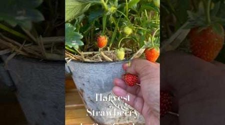Harvest Summer Strawberry in Our Garden #gardening #harvest #strawberry #indonesia #unitedkingdom