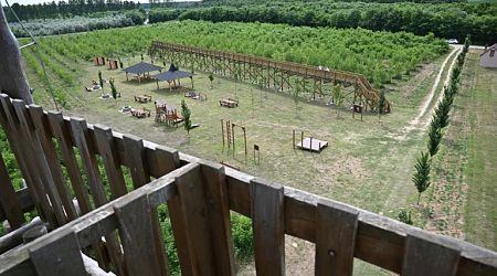 Tree-less canopy walkway shines spotlight on Hungary graft