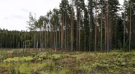 YLE: Chronic lack of funding an obstacle to forest conservation in Finland