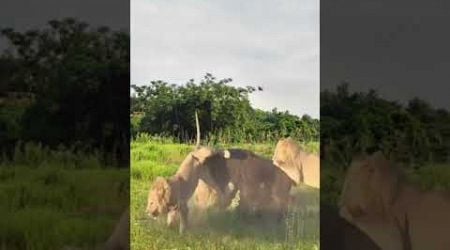 Bison vs. lion: Wild animals at close range, animal fighting power competition