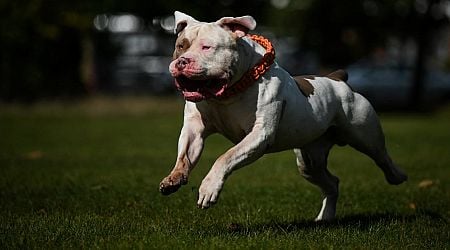 Will the ban on XL bully dogs work? Dog wardens have their say