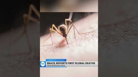 Brazil Reports First Global Deaths from Oropouche Virus