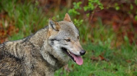 Dozens of sheep killed in a suspected wolf attack in Ede