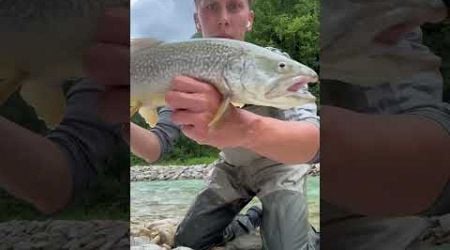 Showing off a Slovenian marble trout #flyfishing