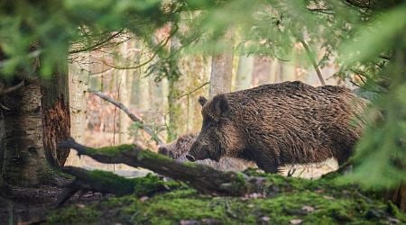 National park wild boar contain five-times more toxic PFAS than humans allowed to eat, study finds