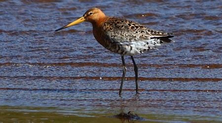 The Netherlands must better protect the black-tailed godwit, European Commission says 