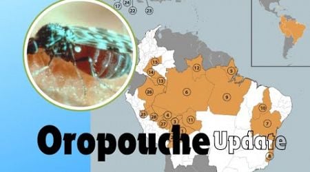 Oropouche outbreak update: Possible vertical transmission being investigated