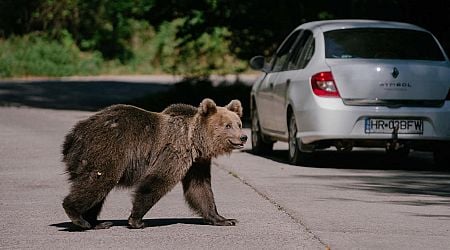 After woman mauled to death, Romania authorizes killing 481 bears