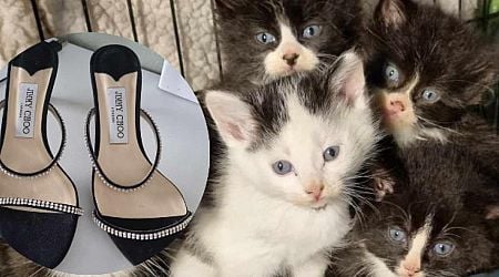 Are Animals in Need's donated shoes right for you? There's a bit of a catch