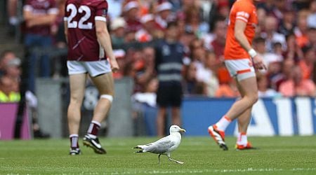 Armagh v Galway viewers point out the same thing as bizarre situation develops during All-Ireland final