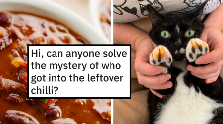 Sneaky Tuxedo Cat Accused of Stealing the Leftover Chilli, Hilarity Ensues When Internet Feline Fanatics Come to His Hissterical Defense