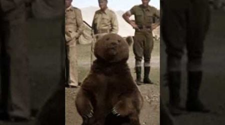 #bear #bears #animals #war #ww2 #army #sad #fighting #shortvideo #slovakia #india #usa #china #old