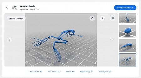 New 3D anatomical atlas of the African clawed frog increases understanding of development and metamorphosis processes