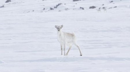 Dolphin and Union caribou first species labelled endangered by N.W.T. legislation