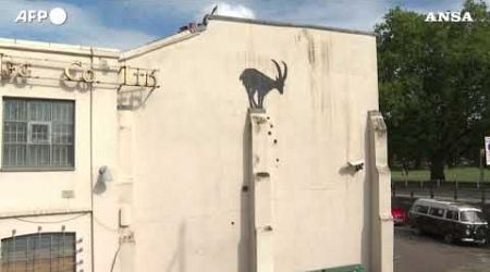 Londra, una capra sul muro: e&#39; la nuova opera di Banksy