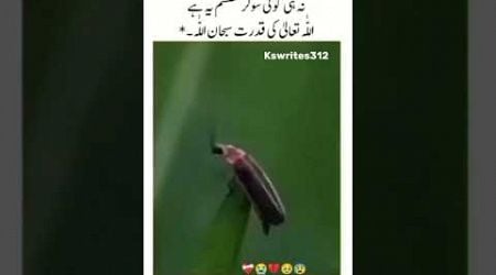 ALLAH ki qudrat SUBHANALLAH #allah #islamicstatus #sadpoetry #viral