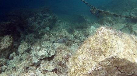 PHOTOS: Surgeonfish spotted in Croatian waters for first time