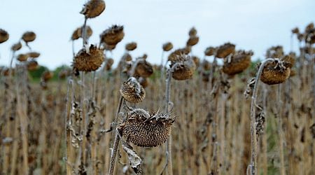 The Size of Drought-stricken Areas Is Increasing