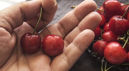 Dutch cherry tree orchard has grown, so have worries about pests