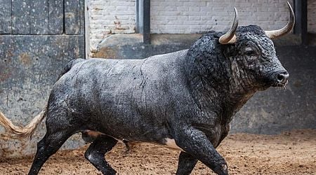 Man is gored by bull during traditional festival in eastern Spain: 32-year-old is hospitalised with serious injuries