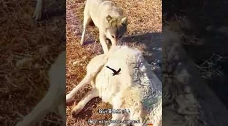 Wonderful scene of herders chasing wild wolves Fantastic animals on TikTok Animal World