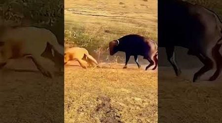 Buffalo vs. lion. Animal world shows all kinds of life. Animal fighting power competition. Hunti